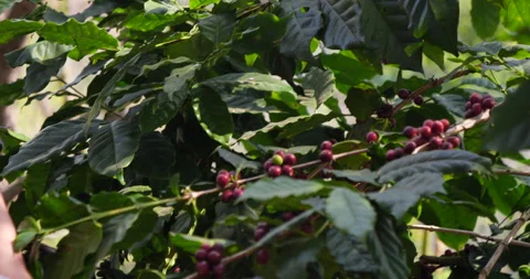 Red seed coffee bean  green leaf  robusta arabica berries ripe harvest for coffe Vídeo Stock 231612203