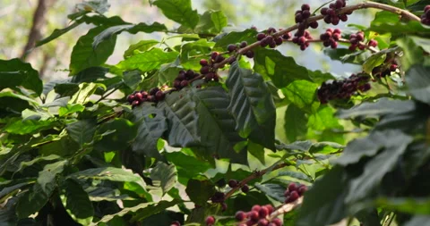 Red seed coffee bean  green leaf  robusta arabica berries ripe harvest for coffe Stock Footage 232290130