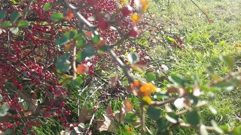 Red seed flower only seeds Stock Footage 221242045