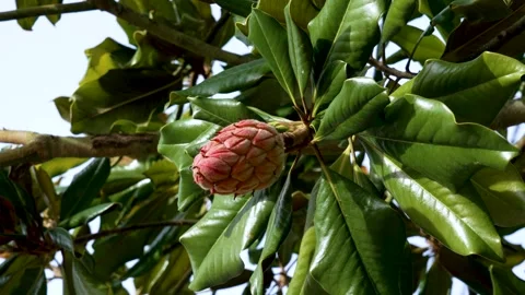 Red seed pod in Magnolia tree green foli... | Stock Video | Pond5