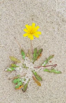 Red-seeded dandelion Stock Photos