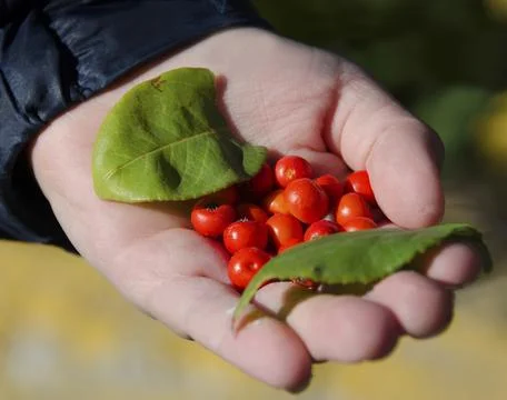 Red seeds in hand Stock Photos