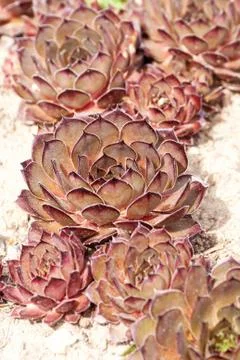 Red Sempervivum Foto stock