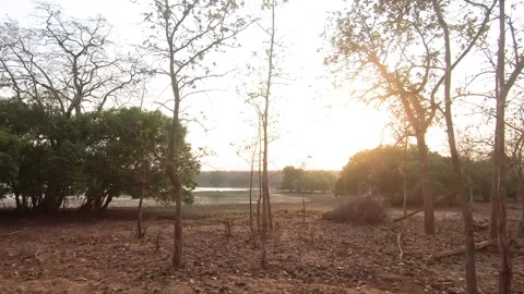 The red setting sun shinning over the landscape of Tadoba national park Stock Footage 307298228
