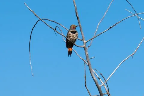 Red-shafted Flicker Stock Photos