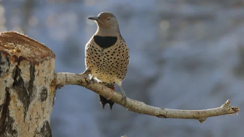 Red-shafted or northern flicker perched on cottonwood branch, 4k Vídeo Stock 166318115