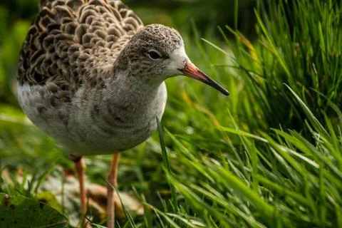 Red Shank Stock Photos