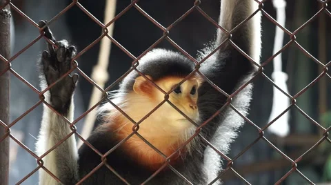 Red-shanked douc five colors endanger wild monkey Stock Footage 63904332