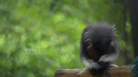 Red-shanked douc Stock-Footage 77773713