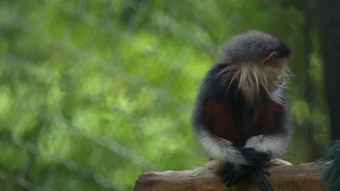 Red-shanked douc Vídeos de archivo 77773805