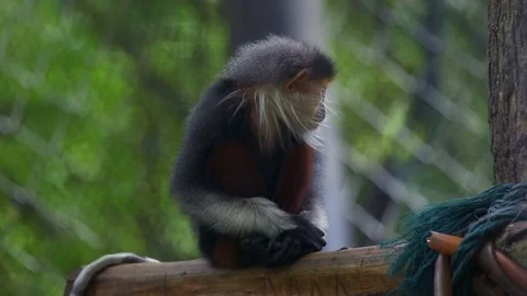 Red-shanked douc Stock-Footage 77774286