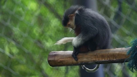 Red-shanked douc Stock-Footage 77774341