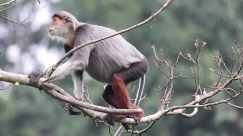 Red-Shanked Douc Langur climb in tree close up Stock Footage 301447283