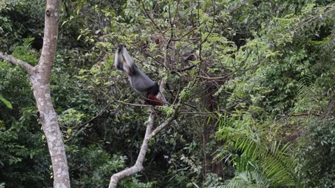 Red Shanked Douc Langur eat and jump to another tree Stock Footage 304534984