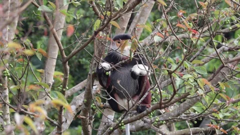 Red Shanked Douc Langur eat green fig fruit in rain forest tree closeup Stock Footage 304535010