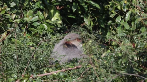 Red Shanked Douc Langur eat green leaves on a sunny day in forest and jump Stock Footage 304535016