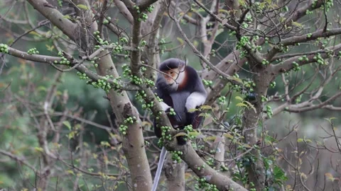 Red Shanked Douc Langur eat in rainforest full with fig fruit closeup Stock Footage 304535034