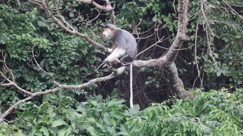 Red Shanked Douc Langur eating in tree close up Stock Footage 301447023