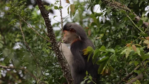 Red Shanked Douc Langur eating leaves in rain forest close up Stock Footage 301447028