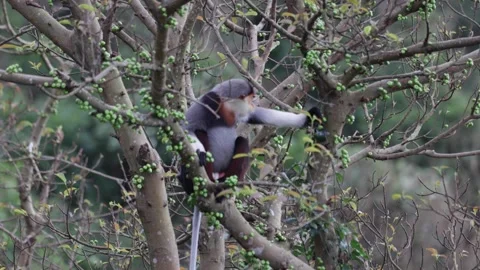 Red Shanked Douc Langur eating in rainforest full with fig fruit closeup Stock Footage 304535058