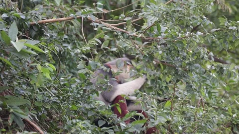 Red Shanked Douc Langur eating green leaves close up Stock Footage 305179306