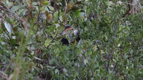 Red Shanked Douc Langur esting green leaves hidden in bush close up Stock Footage 302707898