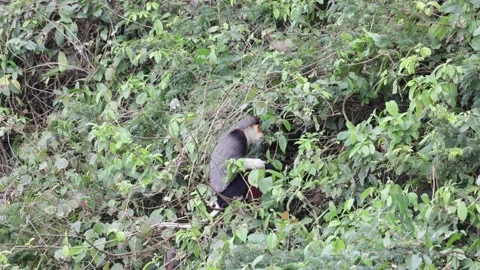 Red Shanked Douc Langur feed and climb in forest Stock Footage 301447173