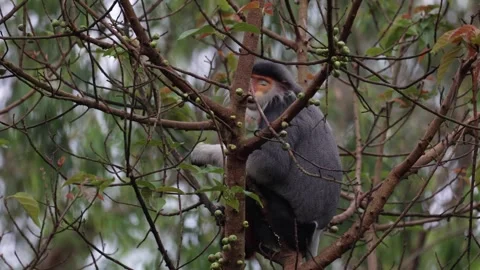 Red-Shanked Douc Langur feed on fig fruit in tree close up Stock Footage 301447425