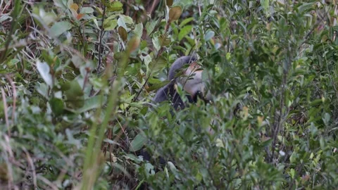 Red-Shanked Douc Langur feed hidden behind leaves Stock Footage 301447737