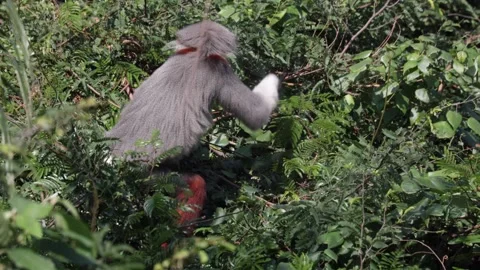 Red Shanked Douc Langur feed in tree and then move away closeup Stock Footage 302707933