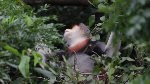 Red Shanked Douc Langur feed in tree on a windy day close up Stock Footage 302707951