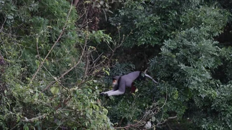 Red Shanked Douc Langur feed in rainforest tree on green leaves Stock Footage 304535135