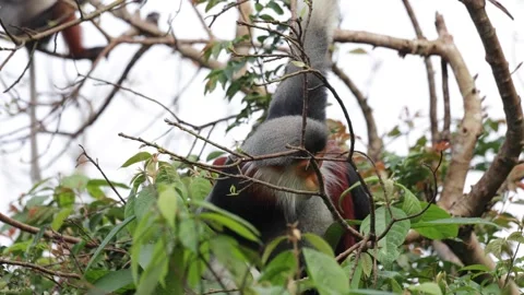 Red Shanked Douc Langur feed in tree holding with one hand closeup Stock Footage 305179423