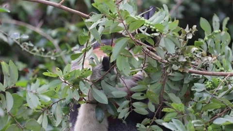 Red Shanked Douc Langur feed on green leaves in rainforest portrait Stock Footage 305179441