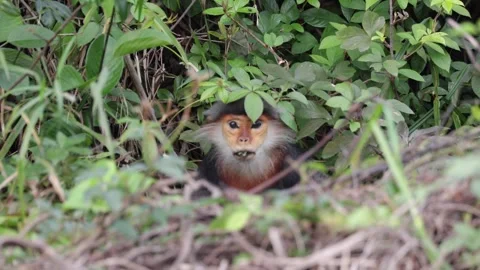 Red Shanked Douc Langur female sit on ground feeding on green leaves Stock Footage 304535181
