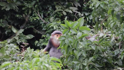 Red Shanked Douc Langur female with young baby climbing around in tree Stock Footage 304535232