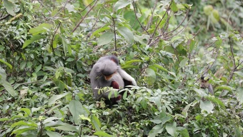 Red Shanked Douc Langur group feed and jump in forest Stock Footage 301447205