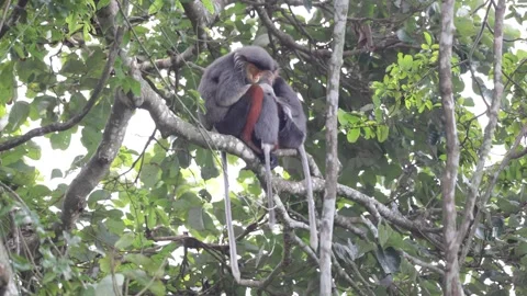 Red-shanked douc Langur group sit close together sleeping in tree Stock Footage 301447473