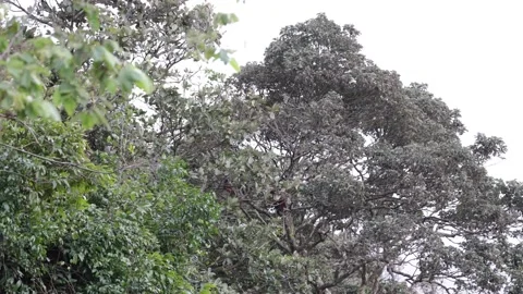 Red Shanked Douc Langur group climb and jump in tree Stock Footage 302707956