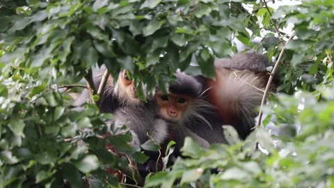 Red Shanked Douc Langur group huddle close together close up Stock Footage 302707962