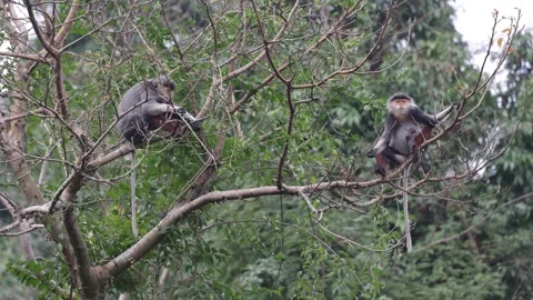 Red Shanked Douc Langur group in tree feeding Stock Footage 302707980