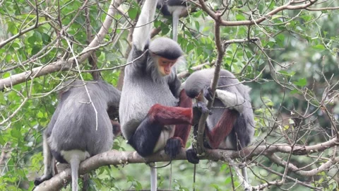Red Shanked Douc Langur group in tree grooming closeup Stock Footage 302707987