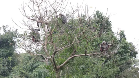 Red Shanked Douc Langur group in tree top feeding Stock Footage 302707989