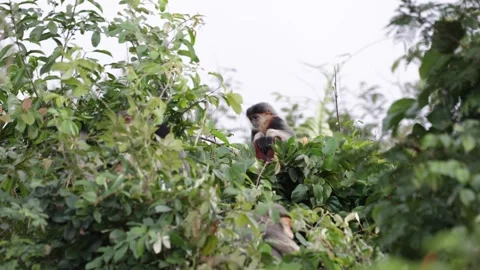 Red Shanked Douc Langur group with juvenile feed in tree Stock Footage 302708006