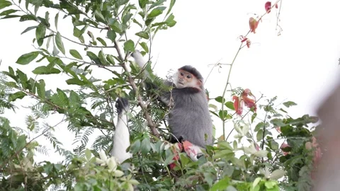Red Shanked Douc Langur group feed in rainforest tree top Stock Footage 304535239