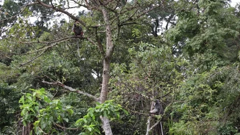 Red Shanked Douc Langur group in tree feeding on a windy day Stock Footage 304535281