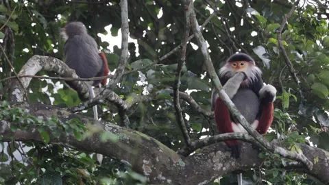 Red Shanked Douc Langur group feed in tree and sit looking close up Stock Footage 305179521