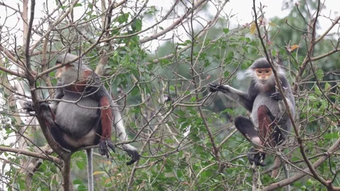 Red Shanked Douc Langur group feed on shoots in tree Stock Footage 305179523