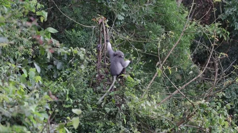 Red Shanked Douc Langur hang in one arm eating leaves at forest edge Video stock 302708011