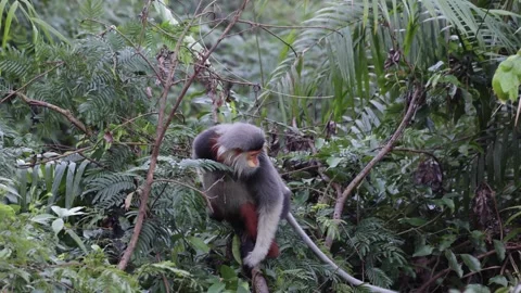 Red-shanked douc Langur jump from one tree to another close up Stock Footage 301447482